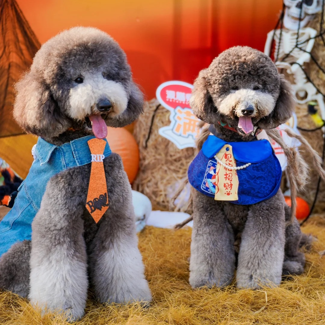 【宠尔巨贵犬舍】巨型贵宾犬预定（发货补尾款）