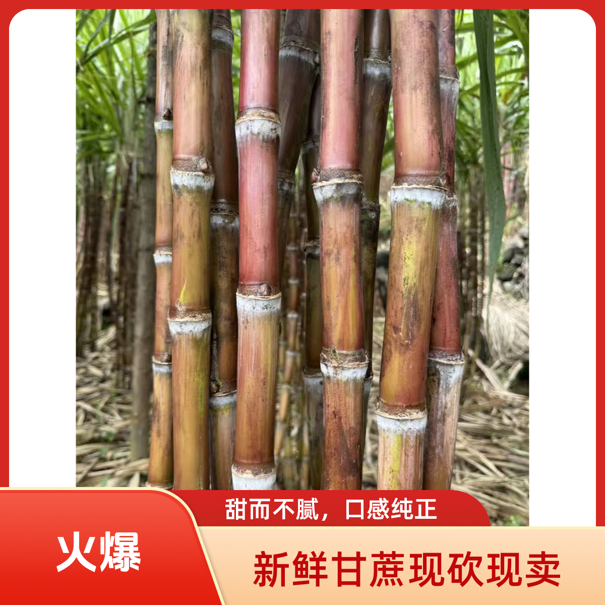 （偶有裂口介意勿拍）云南老品种红皮脆皮甘蔗现砍现发脆甜多汁