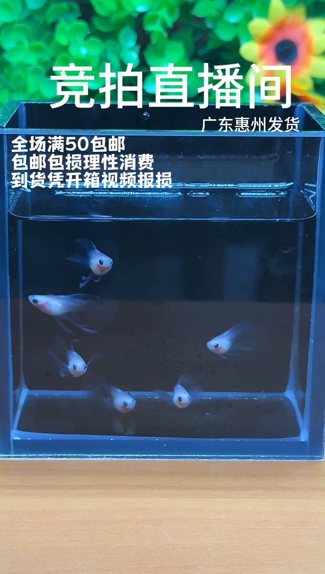 孔雀鱼超透蓝礼服长公6只