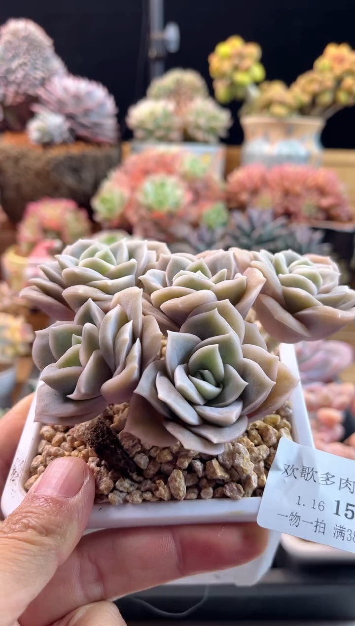 【闪购商品】1.16-15可爱玫瑰无砍