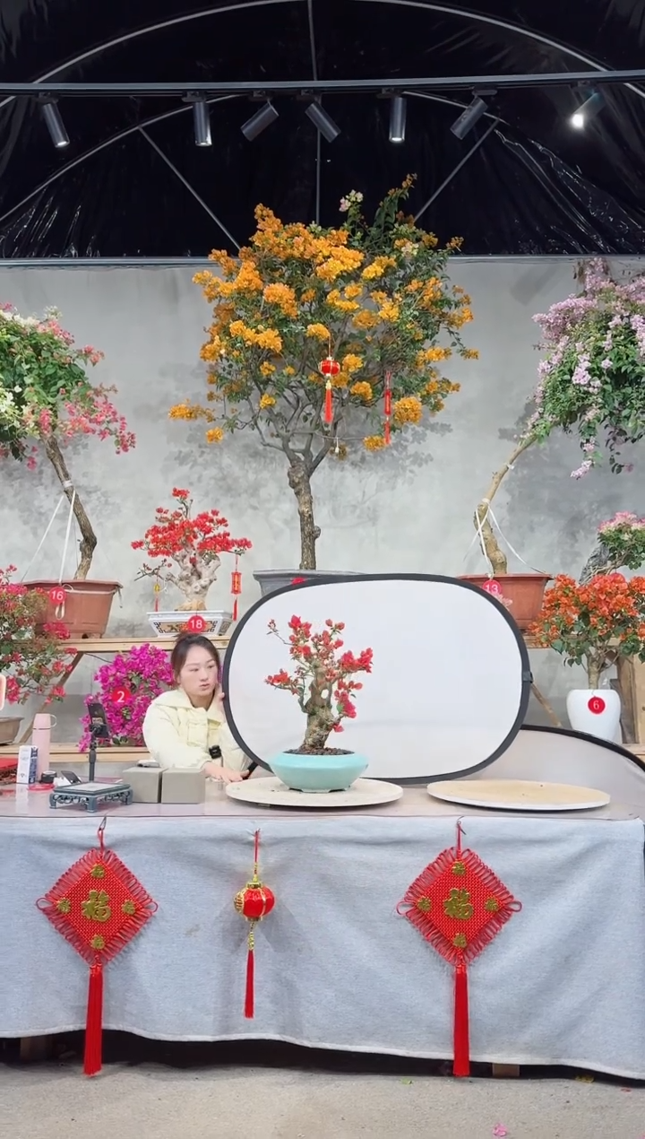 【闪购商品】盆景同安红