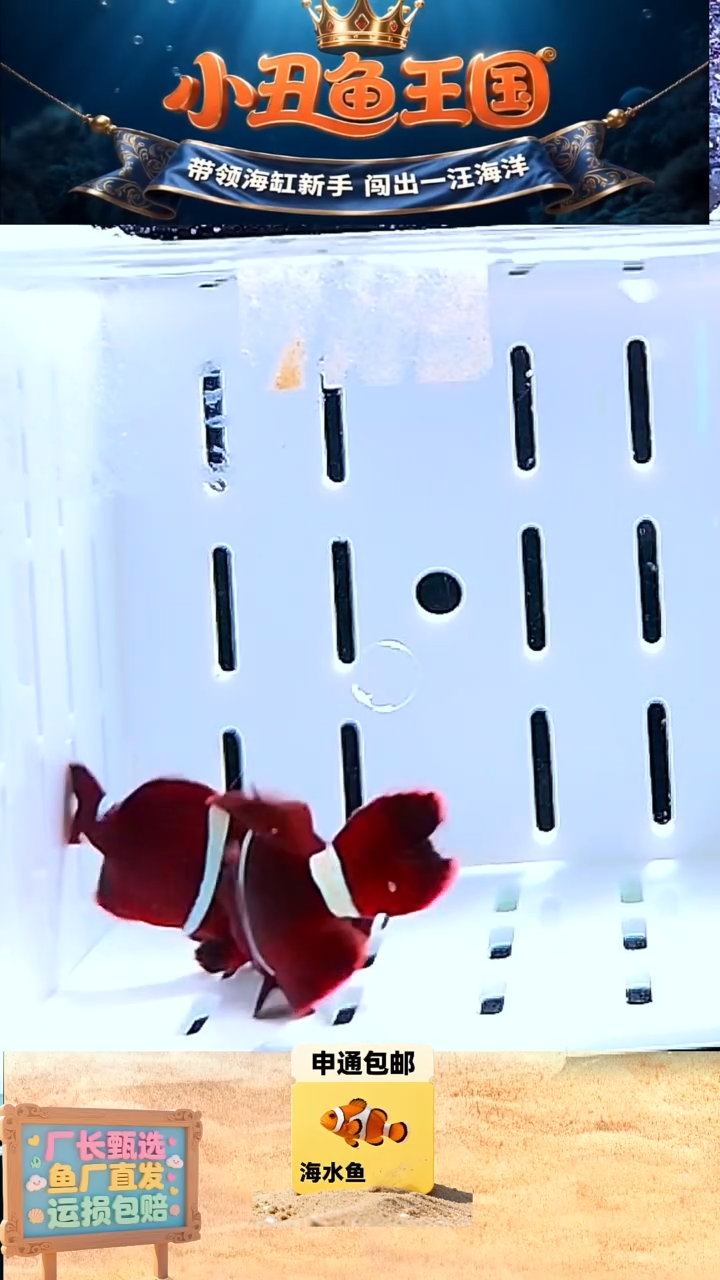 海水鱼一对金透红 5.3 4.8