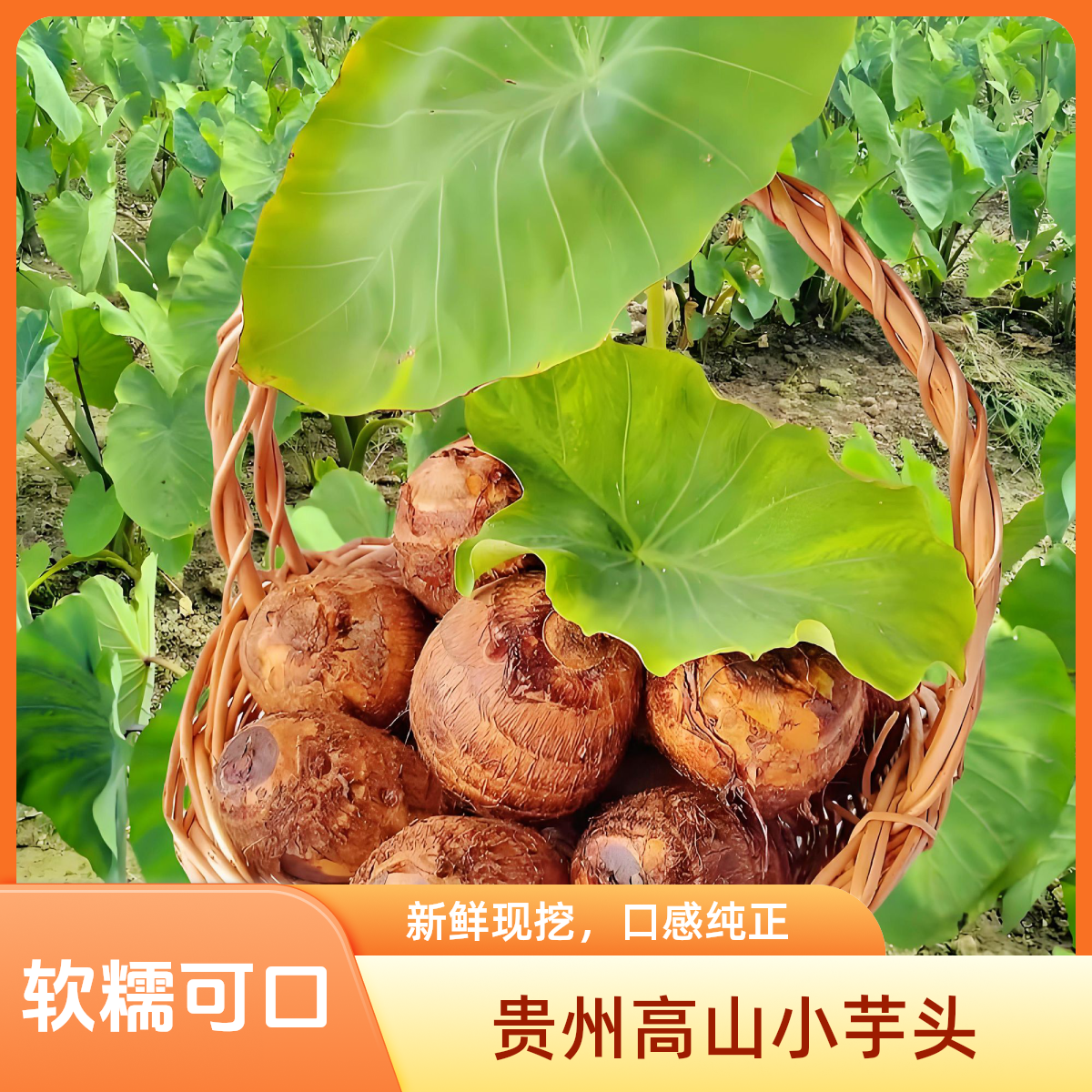 贵州新鲜现挖牛奶毛芋头香糯可口高山种植香芋仔芋艿蔬菜农家自种
