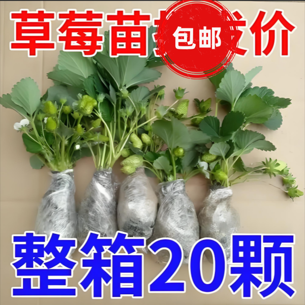 （裸根苗带花带果）草莓苗四季盆栽牛奶奶油草莓苗草莓种苗南北方种