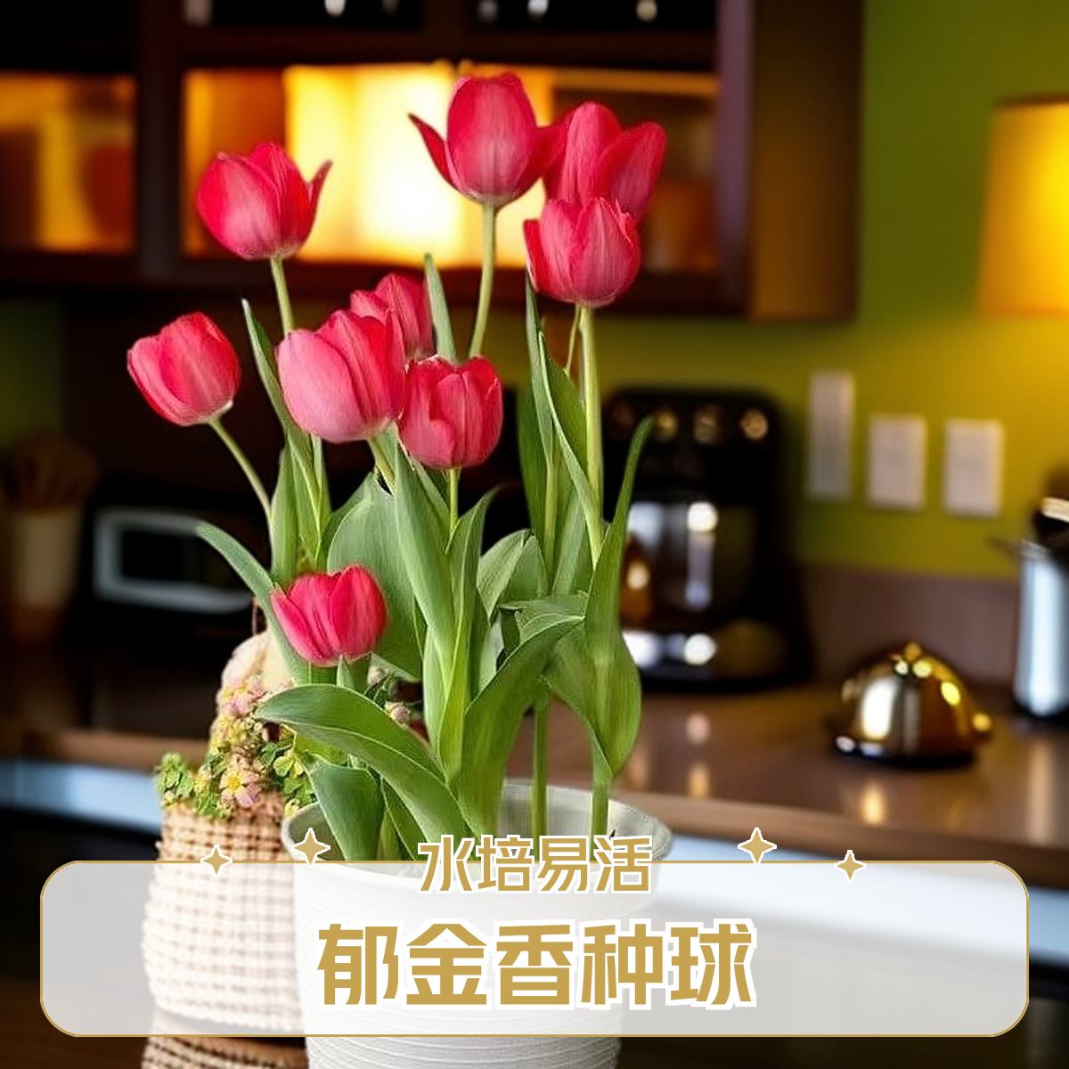 郁金香种球水培花卉开花种子粉色室内外土培郁金香种子水培郁金香