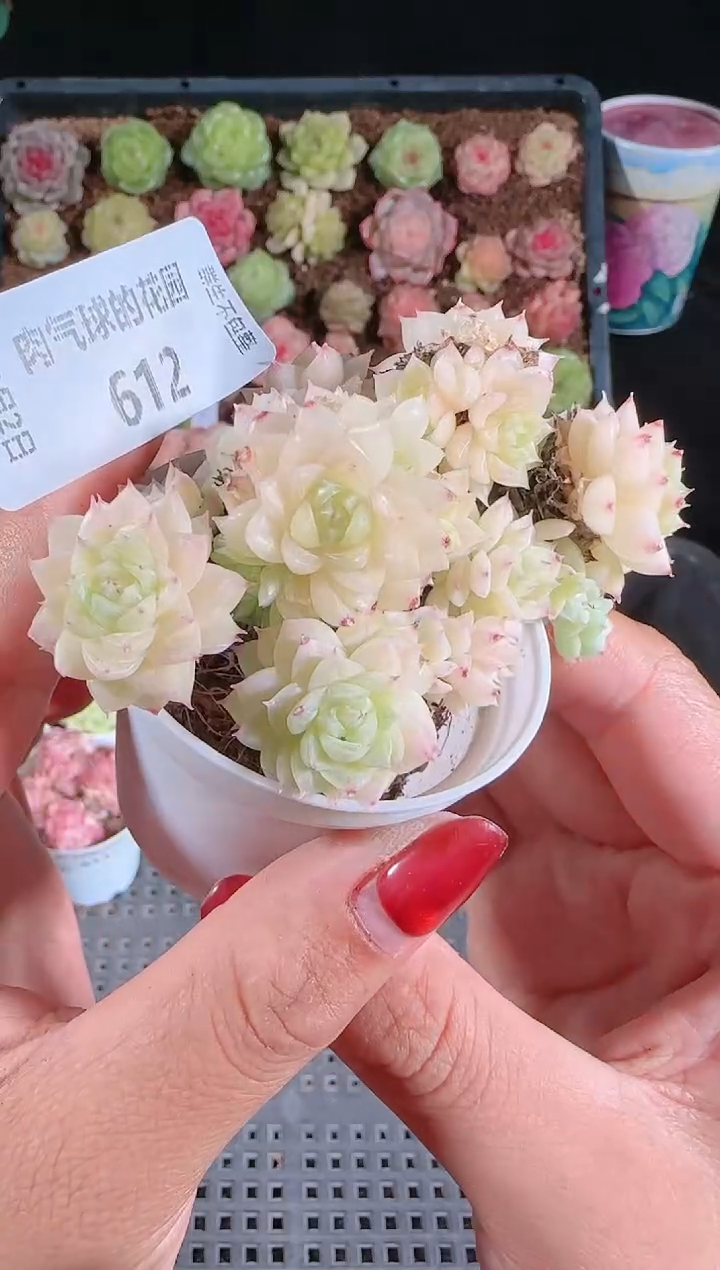 1202-612多肉群生不包整