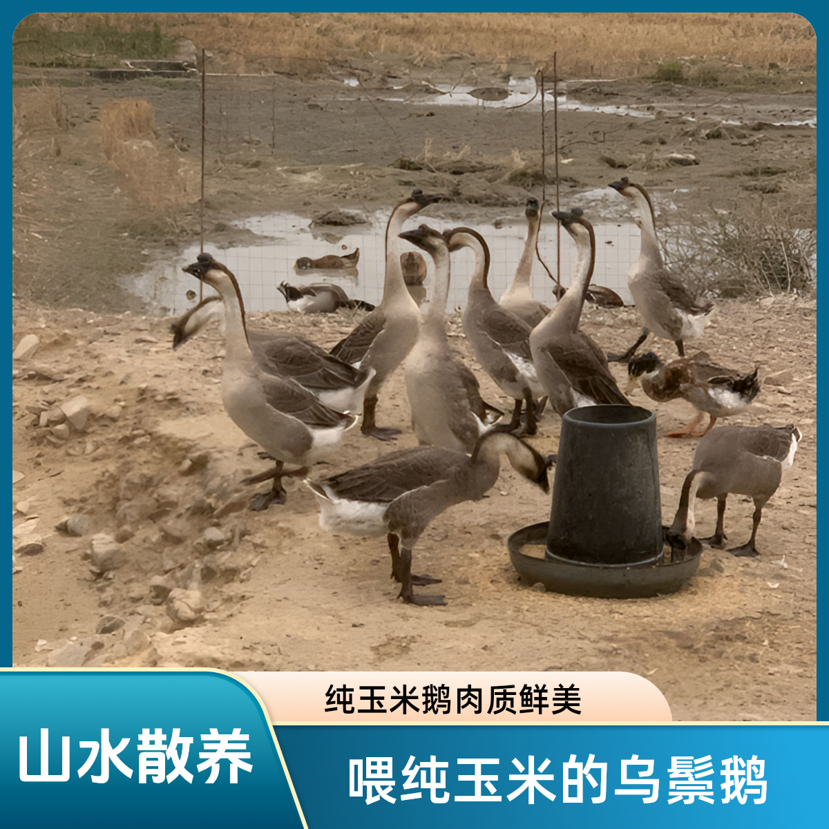 清远乌鬃鹅 上曹大年鹅 田园散养 200天 现宰 现发顺丰冷链