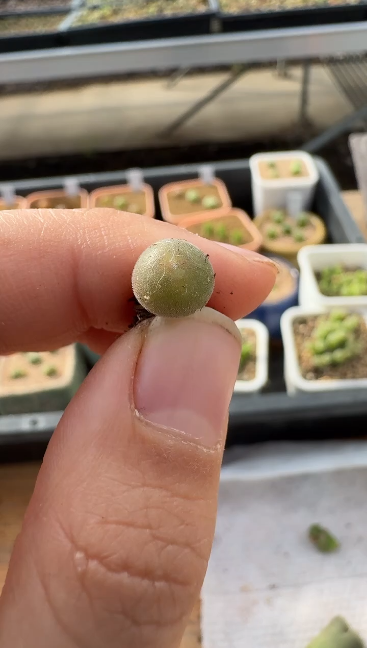 【闪购商品】2.5-121