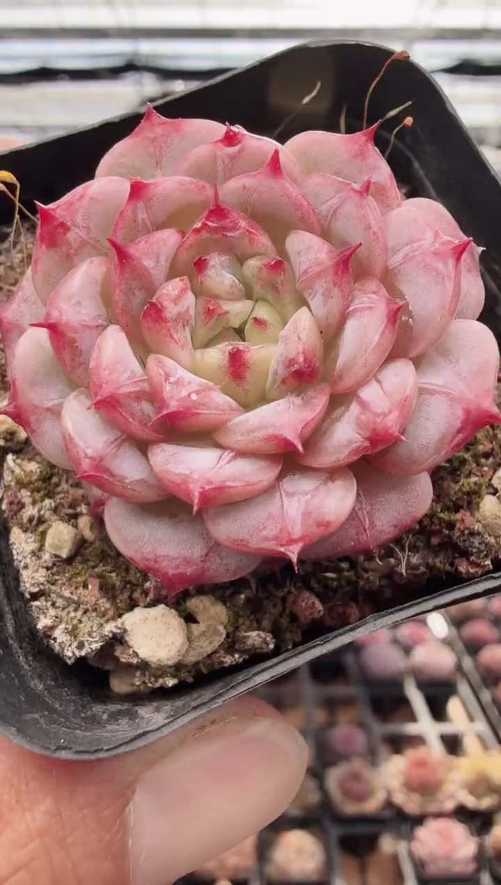 东云多肉园新款-20