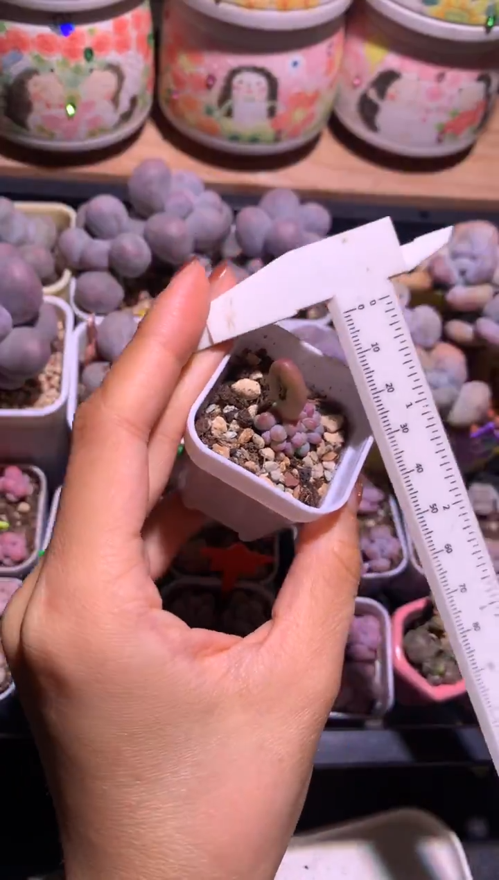 苹果奶酪板子缀化，满28包邮不满发一个叶片到付