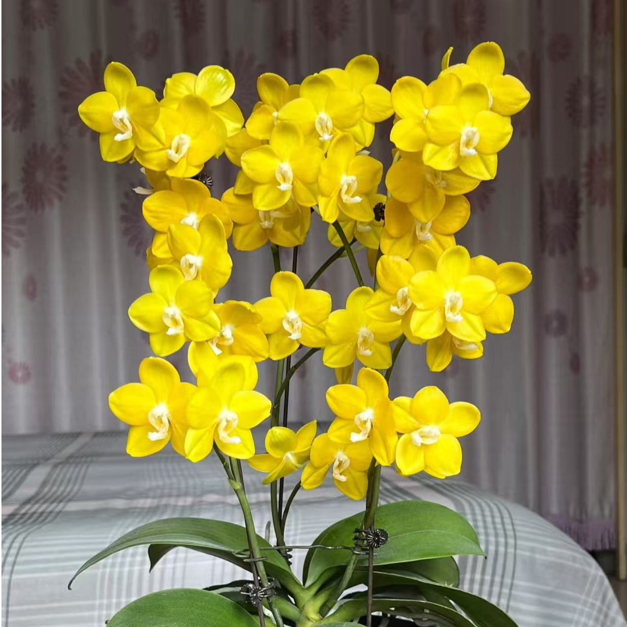 【保底2个花剑】带香味  蜡质花 吉祥如意蝴蝶兰 2.8寸杯 花剑较短