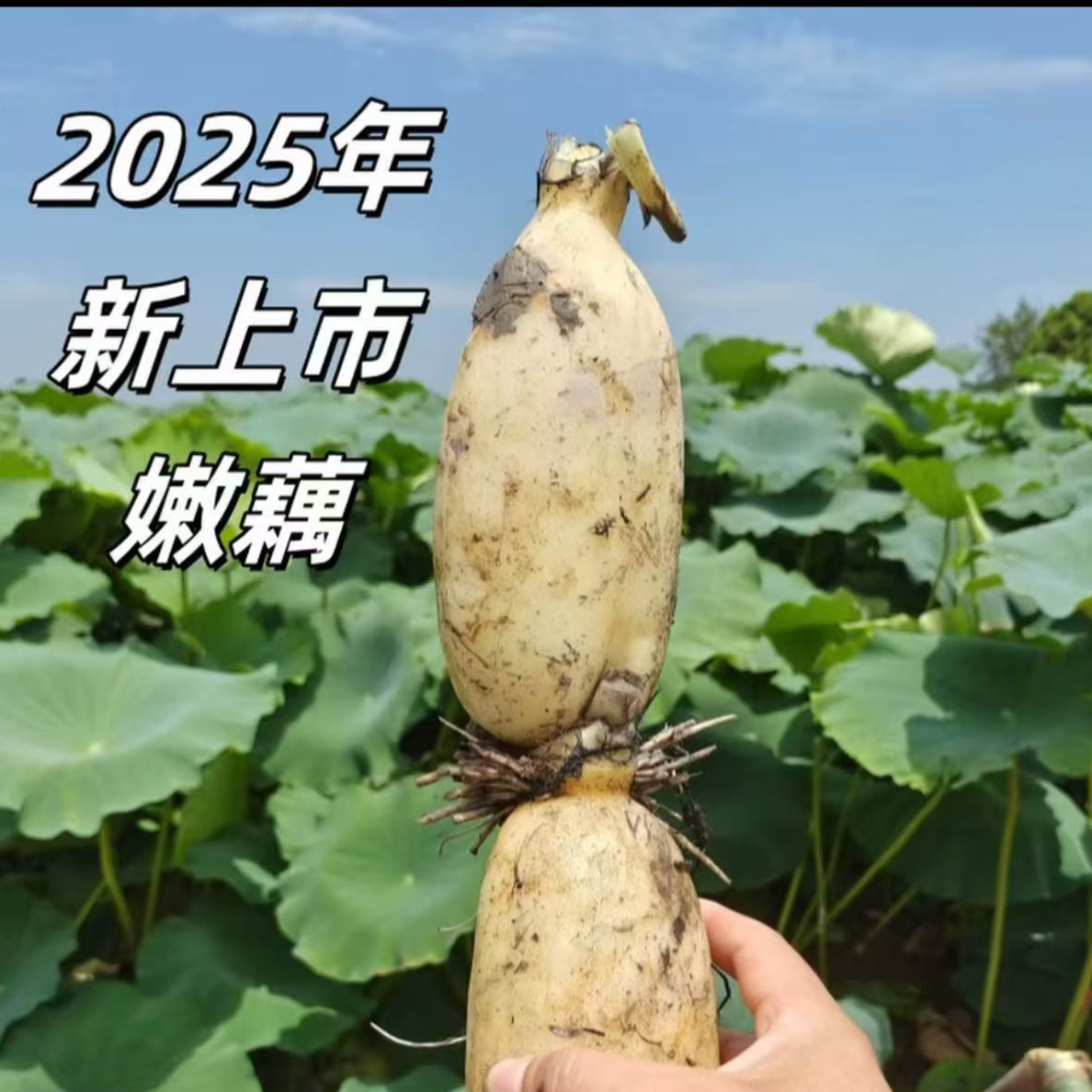 湖北仙桃莲藕新鲜现挖清甜可口可清炒凉拌适合生吃小节藕