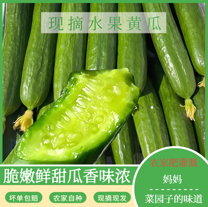 【精品】(连续阴雨天口感欠佳勿拍!!!)山东寿光水果小黄瓜新鲜现摘