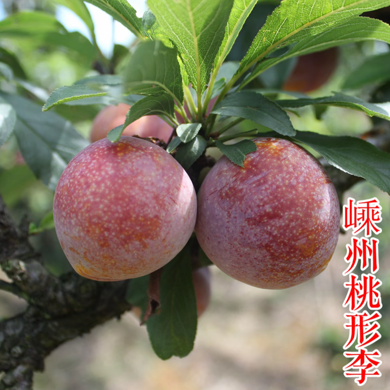 嵊州桃形李苗 1 2 3年带土经典老品种红心肉冰糖李子树苗