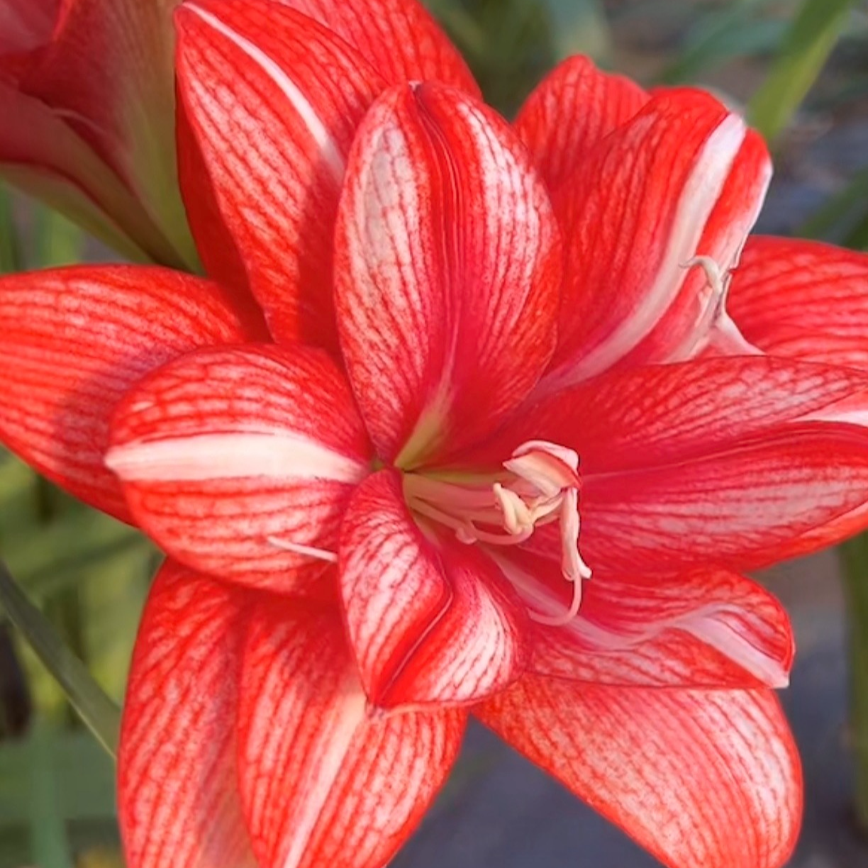 【物华】直播间讲解为准★朱顶红种球-部分残次品不包售后