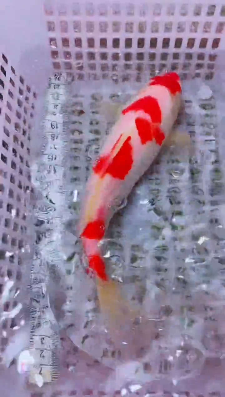 锦鲤冷水观赏鱼全场包邮71