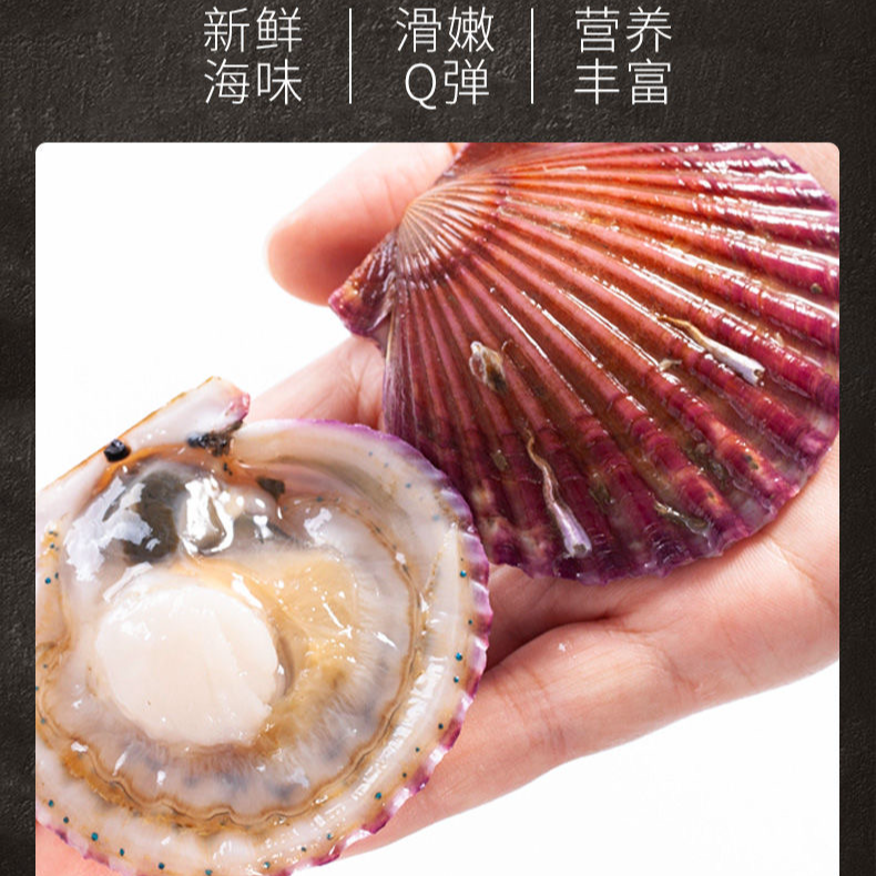 连云港发货鲜活小红贝扇贝包鲜不包活（开口正常）