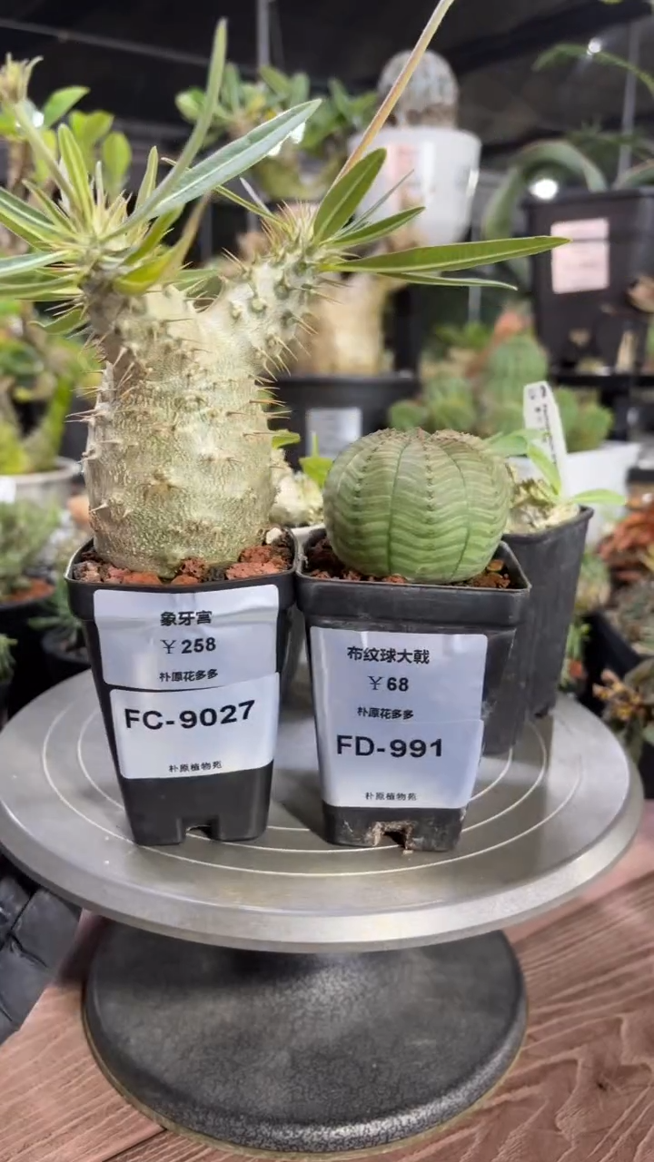 D****G象牙宫9027+布纹球大戟991