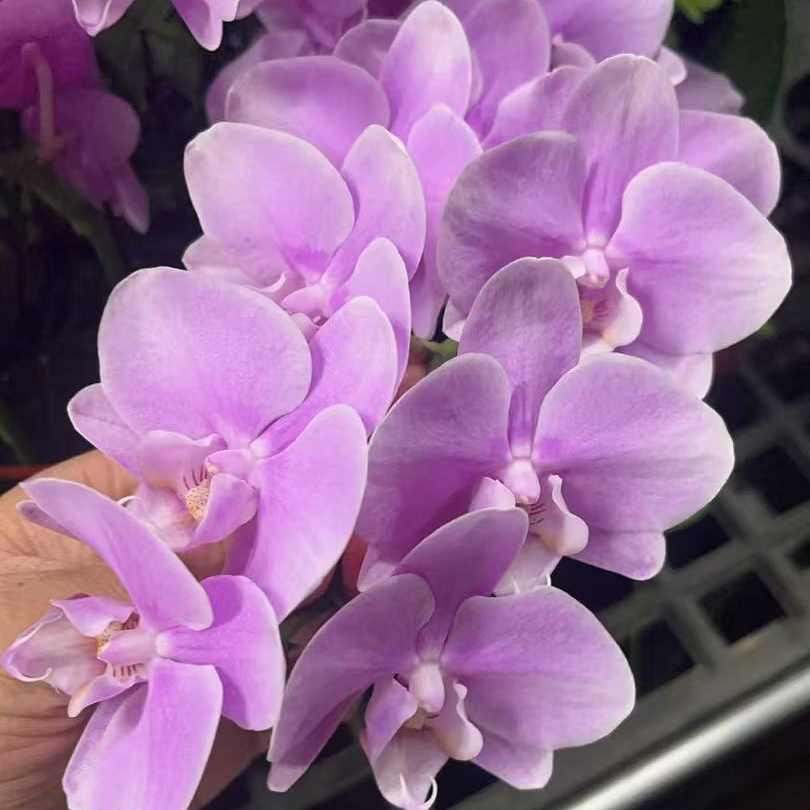 花悦里【粉天使】桌面精致矮花 室内花花  广州花卉源头基地