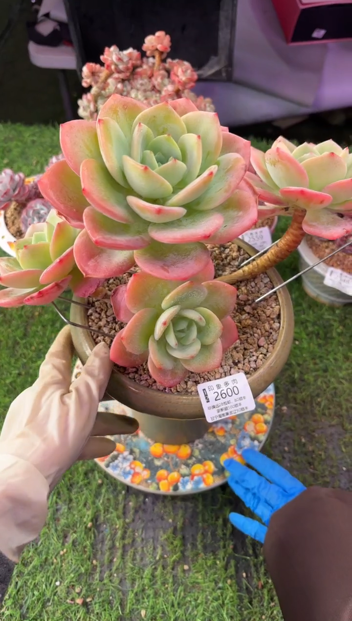 昆明印象多肉2600