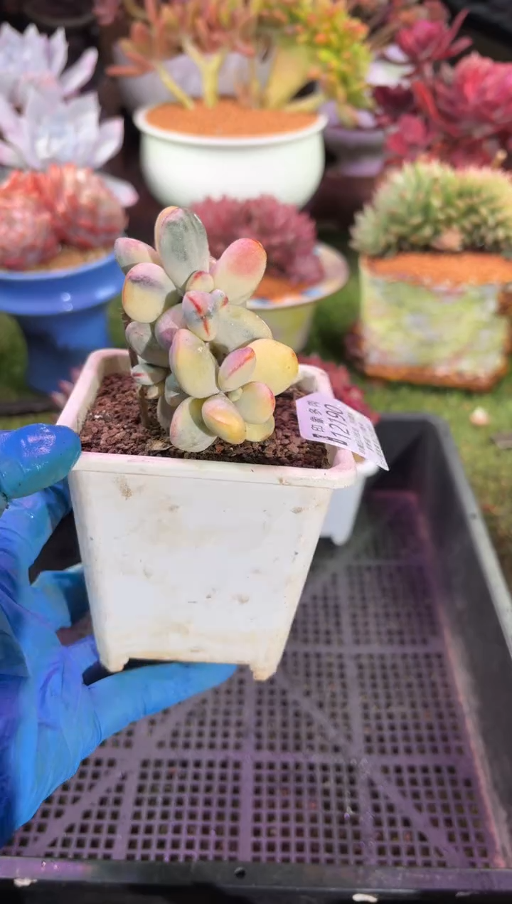 【闪购商品】12190