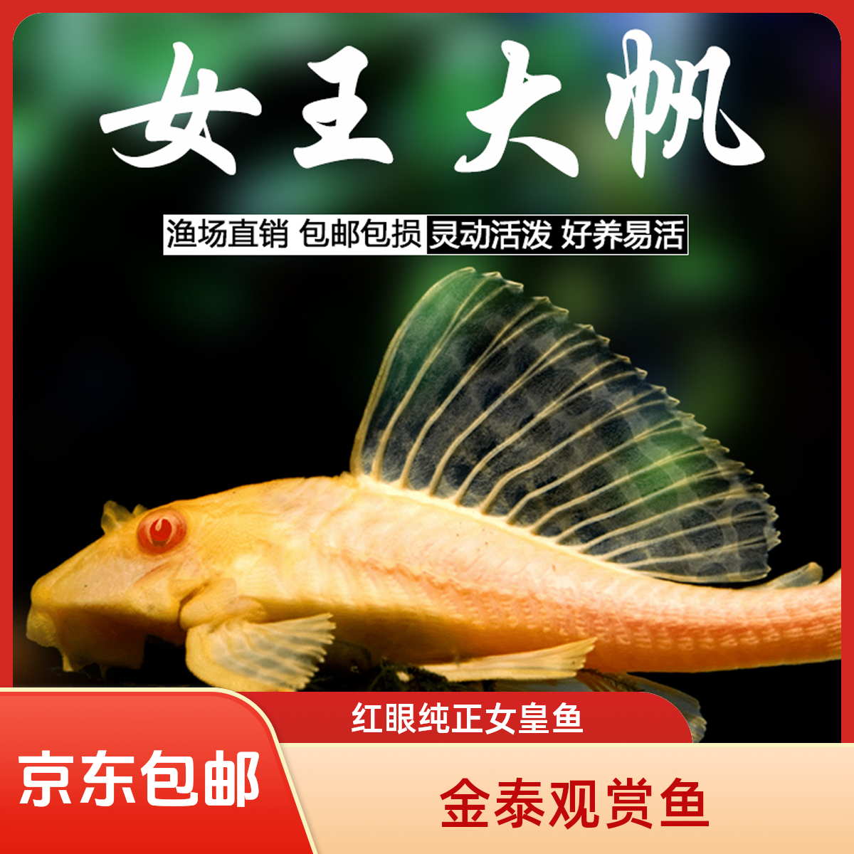 女王大帆观赏鱼清洁鱼红眼纯正女皇鱼缸清洁工具鱼清道夫