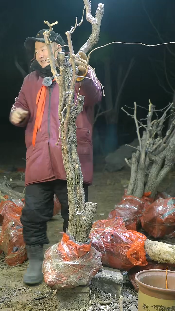 枣树枣树枣树1096