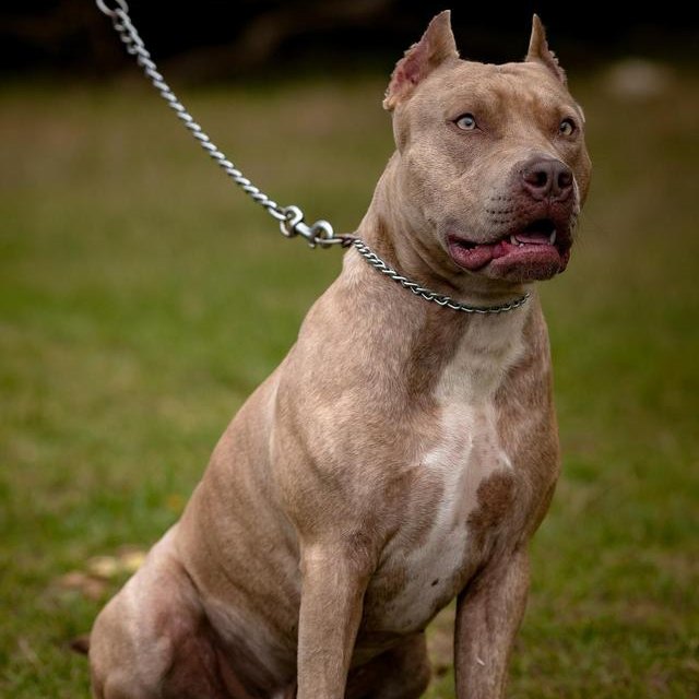 比特犬宠物幼犬活体看家护院家庭陪伴