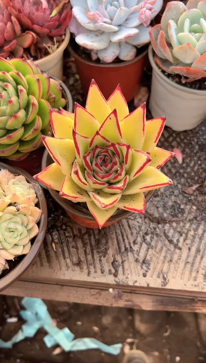 冰*多肉植物一物一拍28363