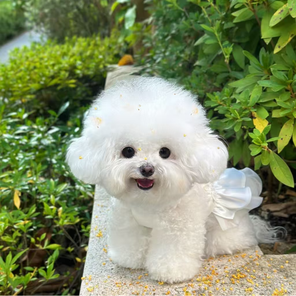 小型犬比熊宠物                      衣服                 TT