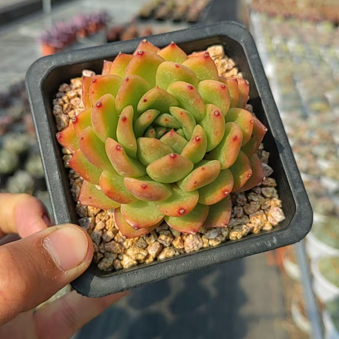 【新疆特价多肉】间谍/单头/10cm塑料盆【一单包邮】