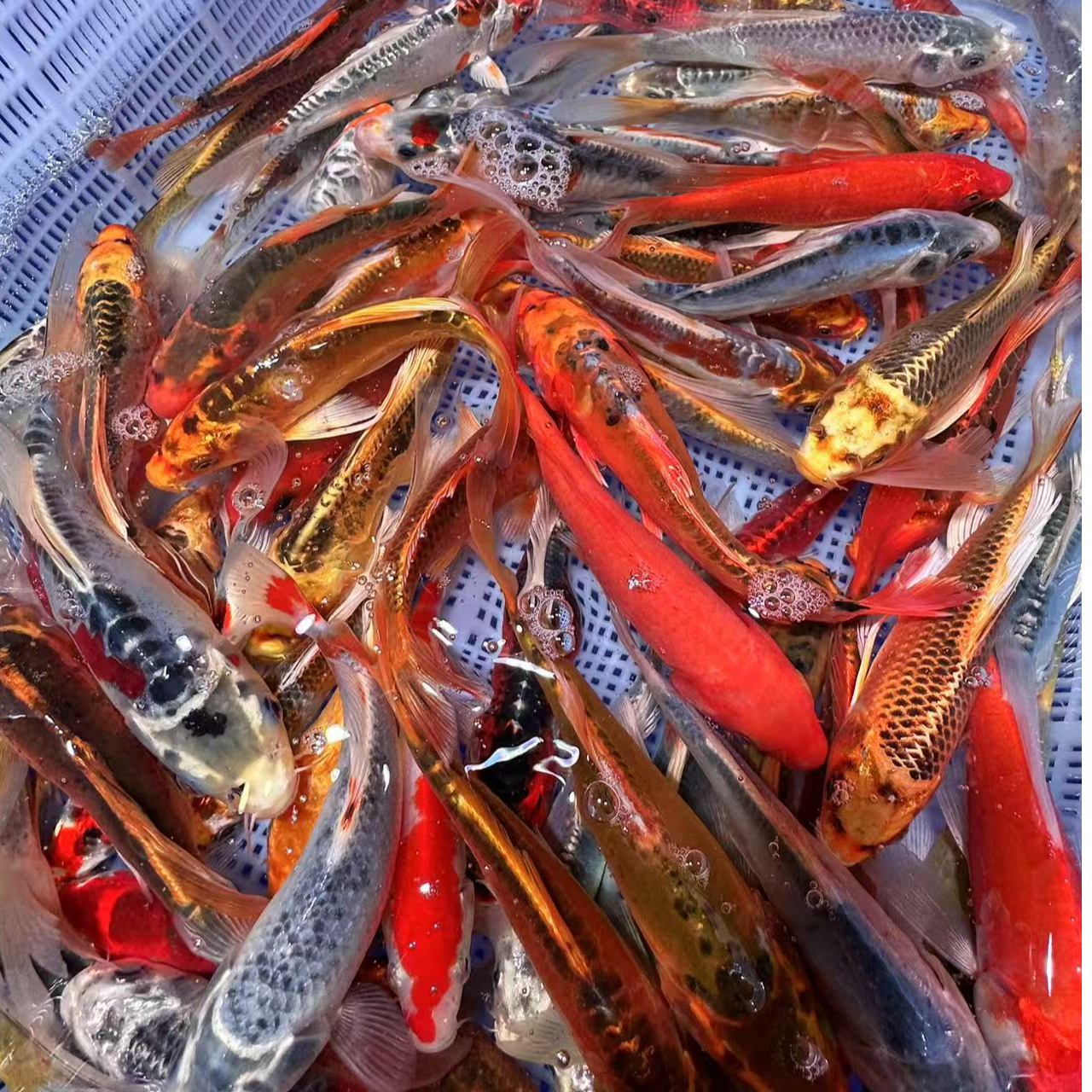 精品锦鲤鱼超大尺寸 好养混搭水族活体 6尾包损 全国包邮