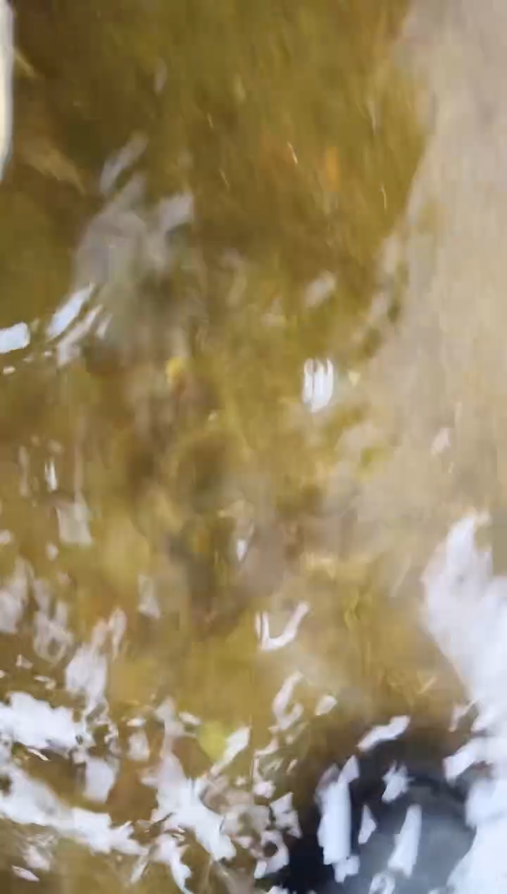 金鱼增***～水娃娃渔场兰寿观赏鱼 不包邮