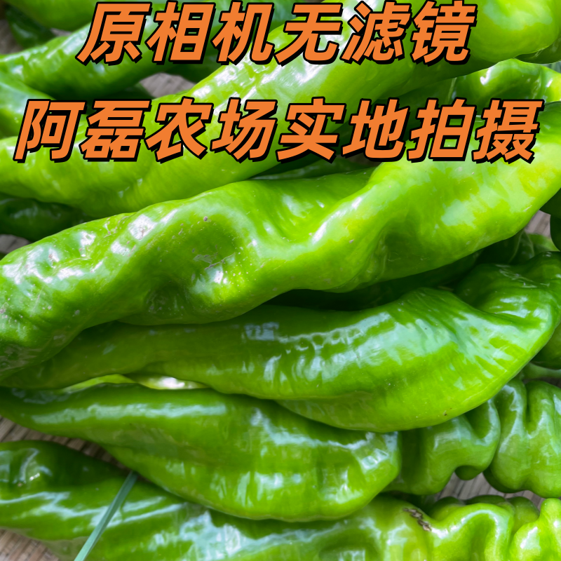 新鲜螺丝椒现摘现发产地直发