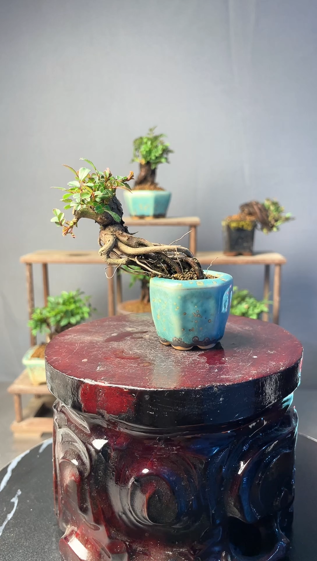 当前无花朵，栽培后可花朵A9