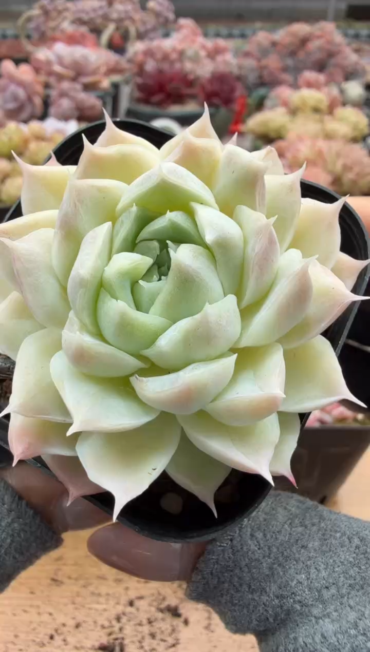 东云多肉园二店-126