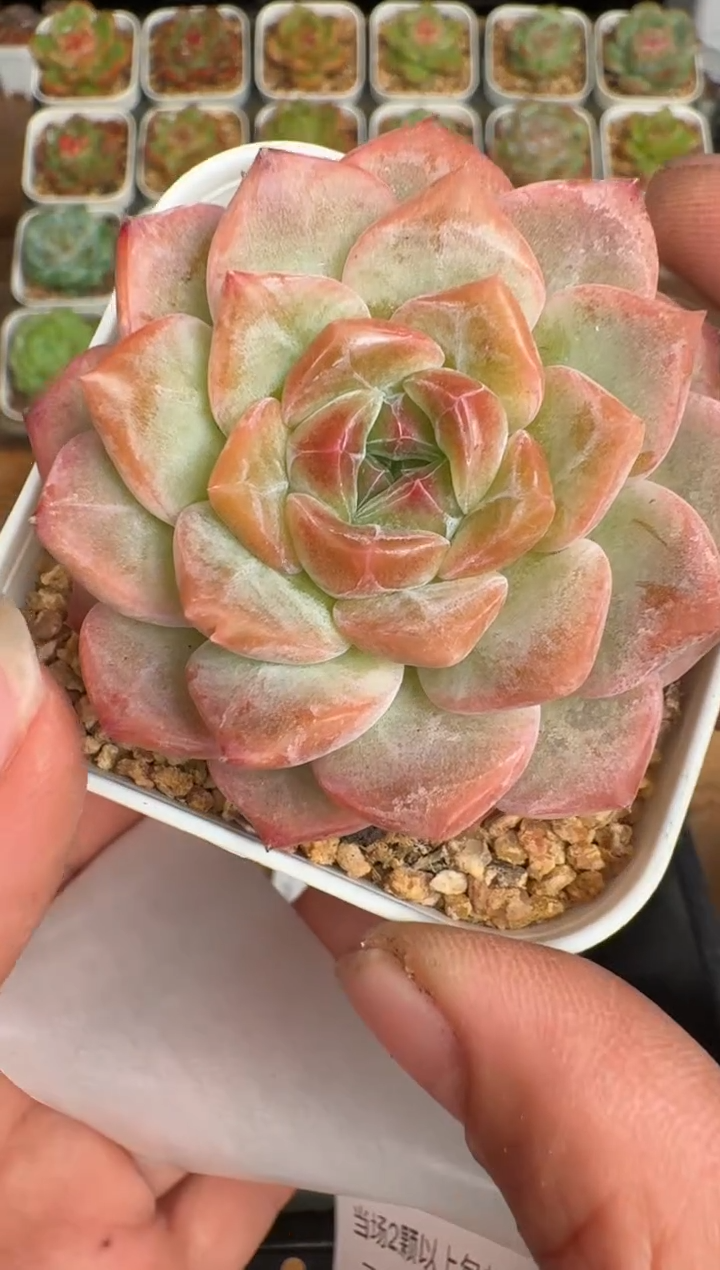 029c带盆土发(6.5cm杯）一物一拍 珍妮多肉