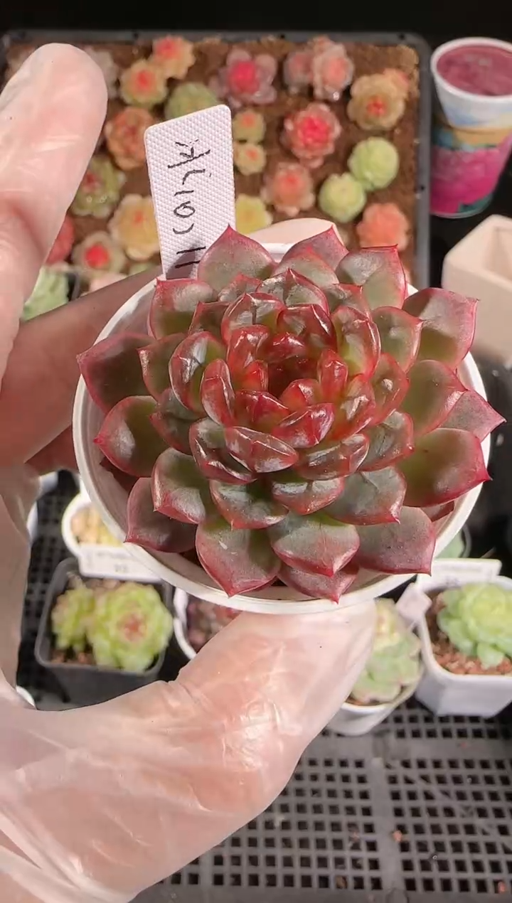 1207-60冰心11量拍任意发一颗多肉群生不包整