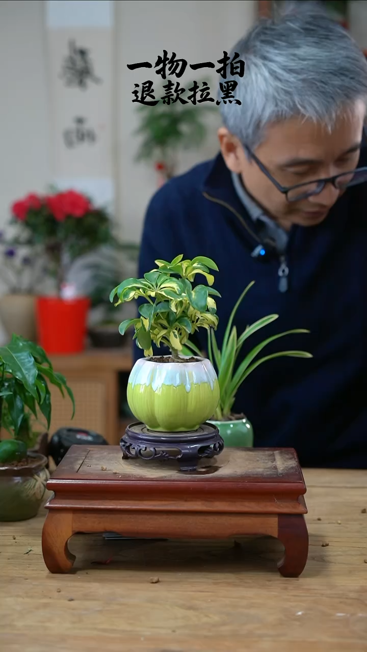 完全开放蚂***象鸭脚木124