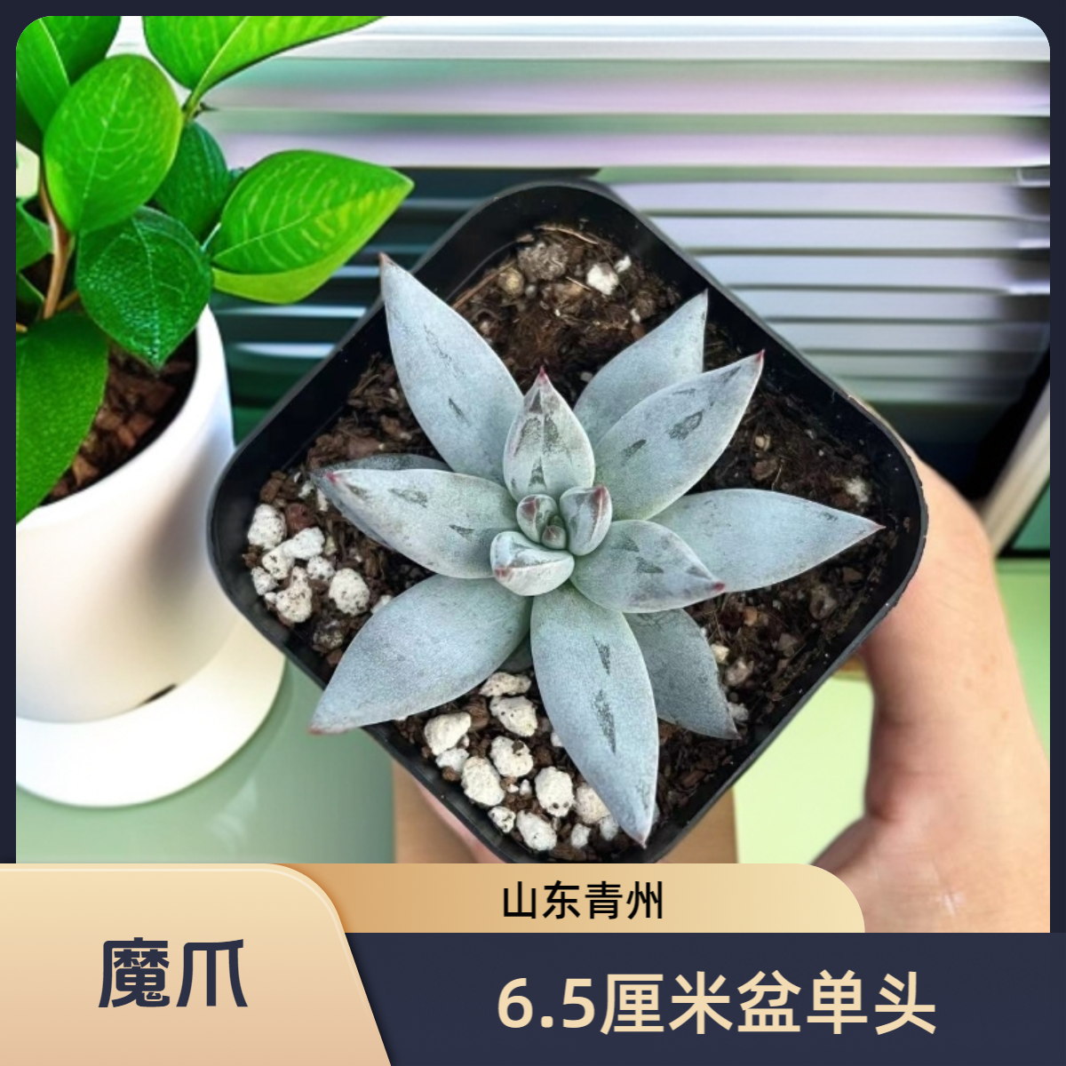 魔爪6.5厘米盆老桩多肉