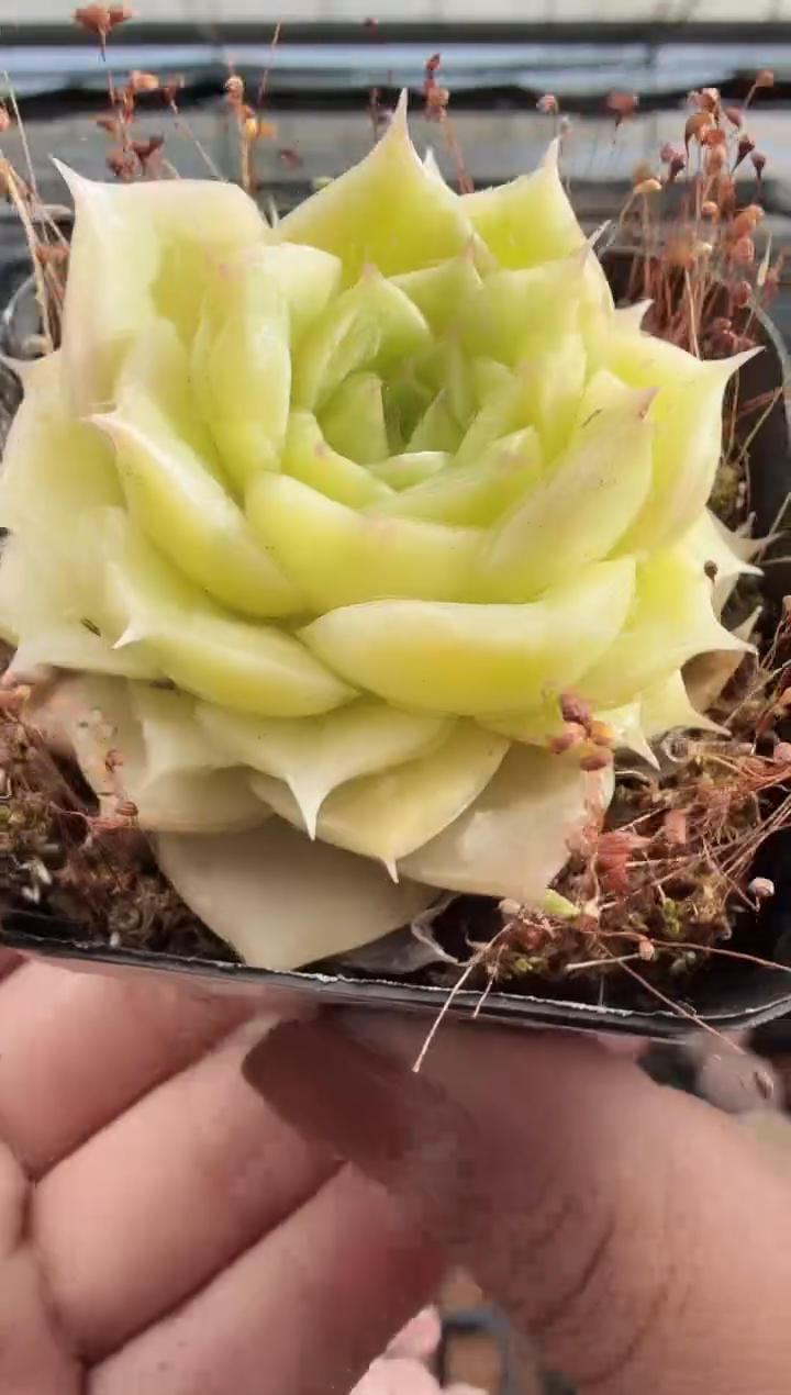 东云多肉园新款-324