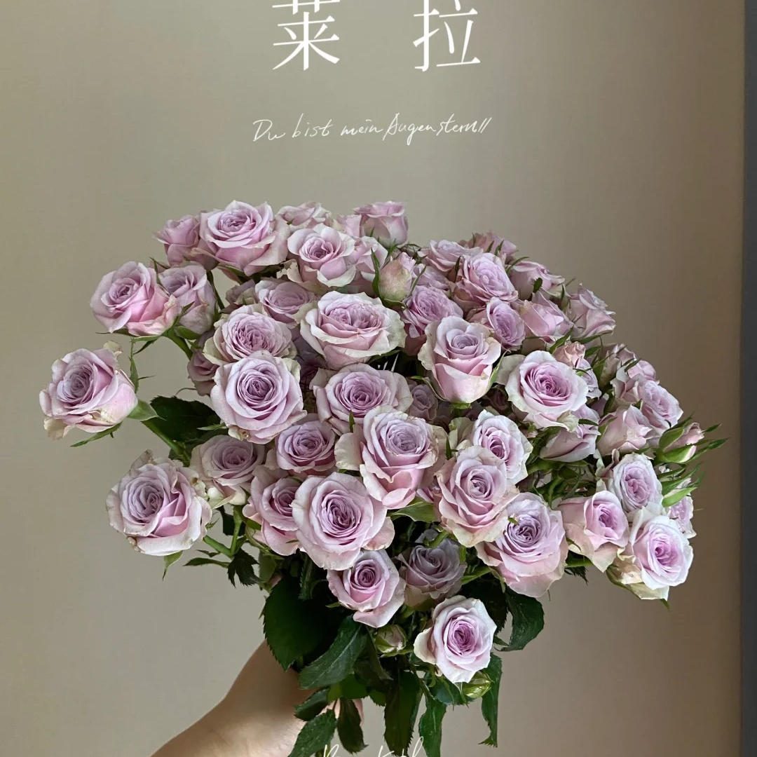莱拉玫瑰1把一单中通，两单升级顺丰冷链！