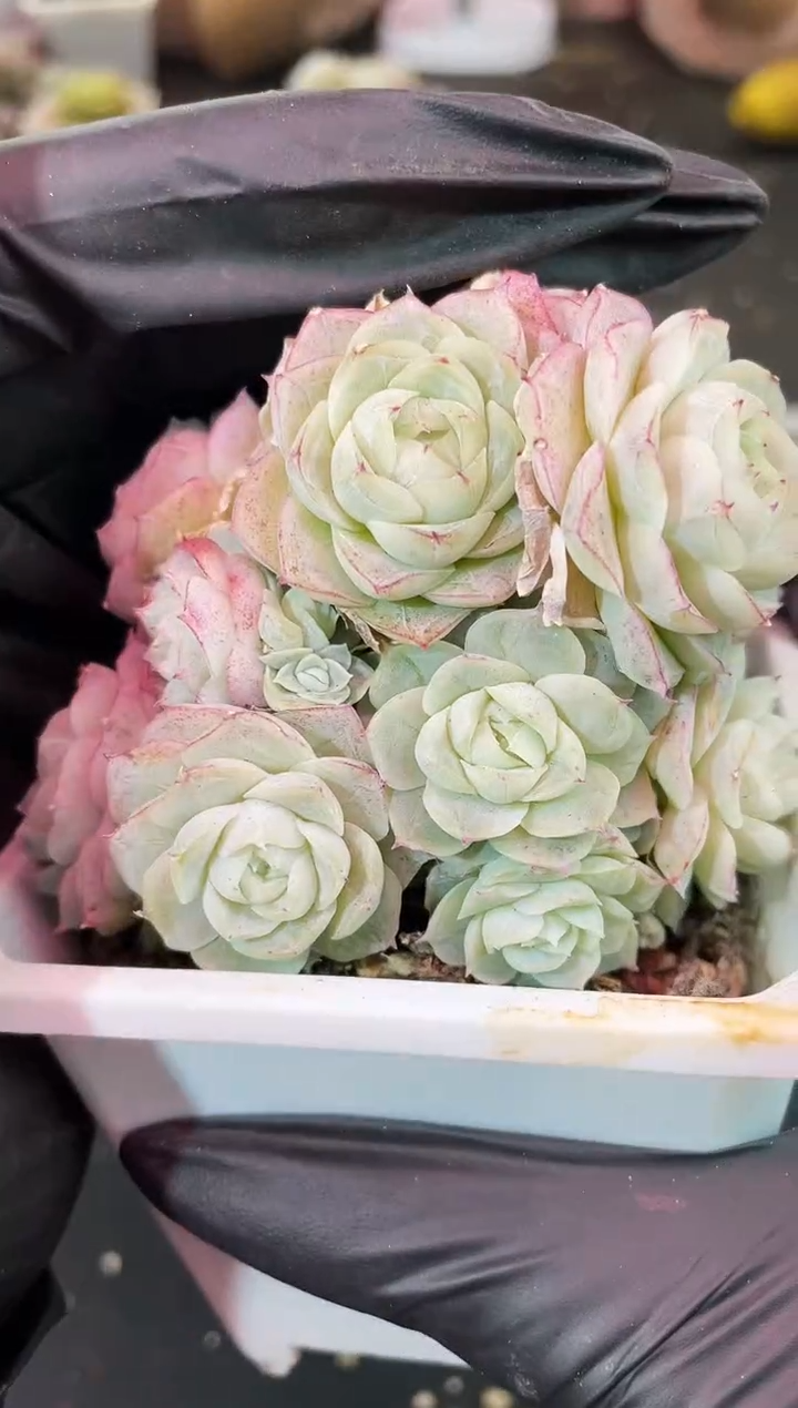 闪购2163 白体紫边线包包女王群多肉一颗