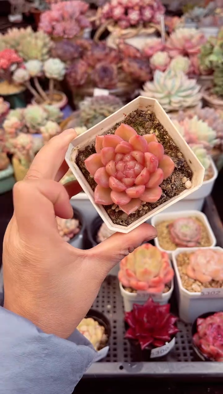 【闪购商品】5304单头冰露多肉