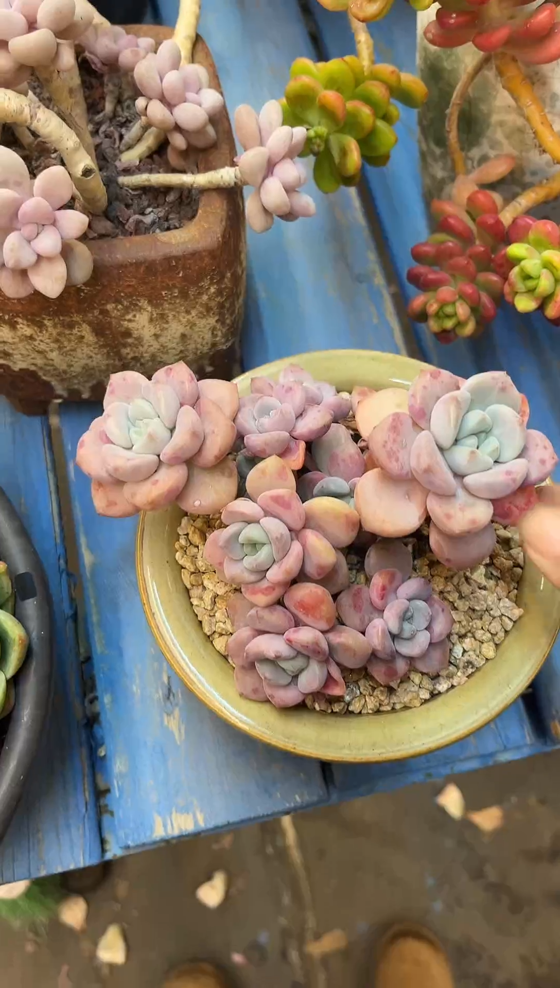 花斑鹿  满20包邮发货哦