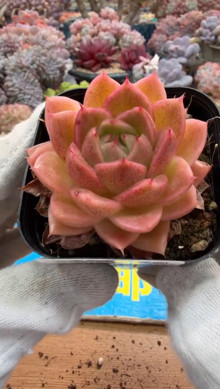 东云多肉园二店-341