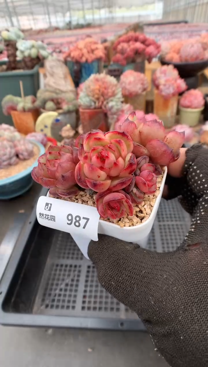 【闪购商品】987蒙布朗石化一物一拍