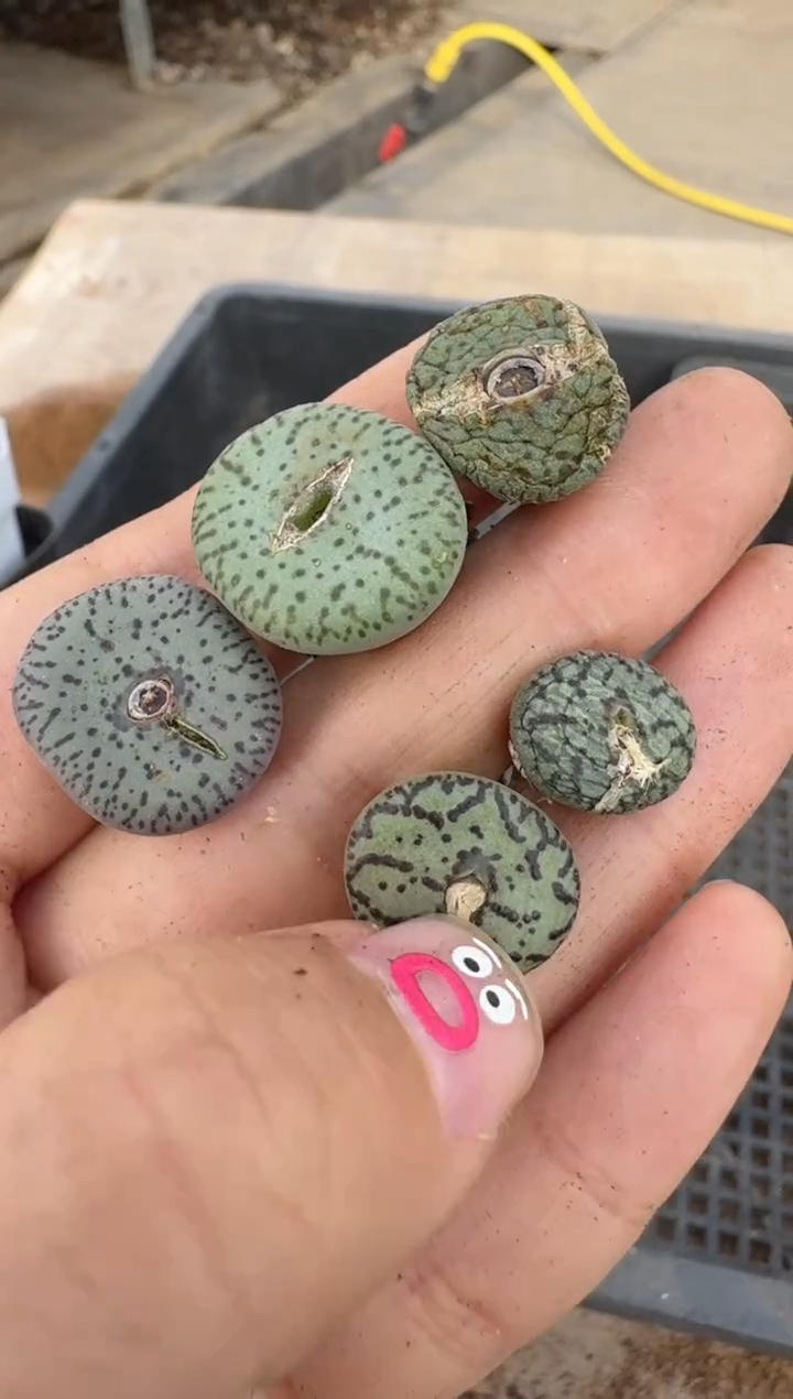 【闪购商品】16-117