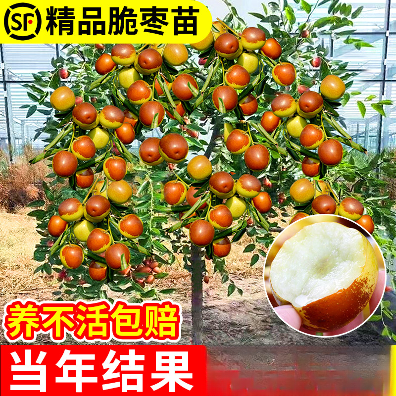 嫁接枣树活苗特大冬枣特大葫芦枣树果树果苗北方南方种植庭院盆栽