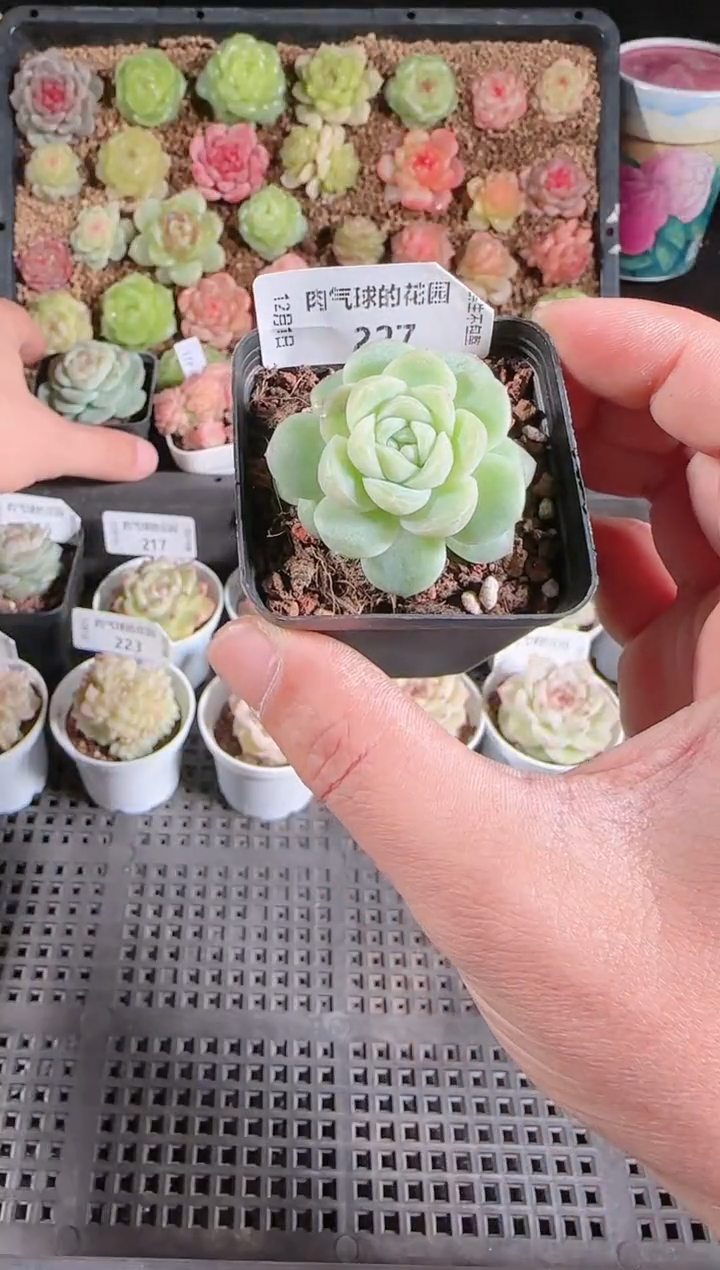  1201-227冰心27多肉群生不包整